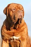 DOGUE DE BORDEAUX 211